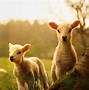 Image result for Farm Animals