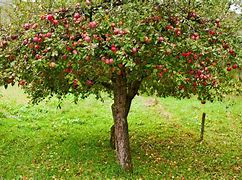 Image result for 5 in One Apple Tree