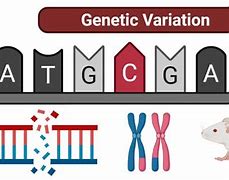 Image result for Genetic Variation