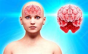Image result for About Human Brain
