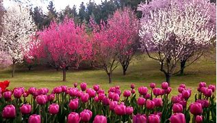 Image result for Tulip Top Gardens