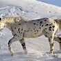 Image result for Rare Horse Coats
