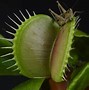 Image result for Pic of Cricket Teeth