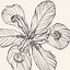Image result for Botanical Pen and Ink Drawings