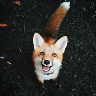 Image result for Fox Quotes Animal