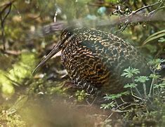Image result for Gallinago imperialis