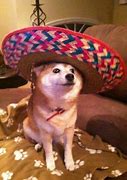 Image result for Dog with a Sombrero Meme