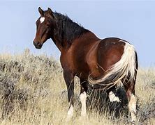 Image result for Wild Horses From the Old West