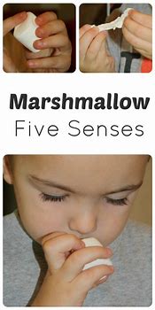 Image result for Five Senses Preschool Diagram