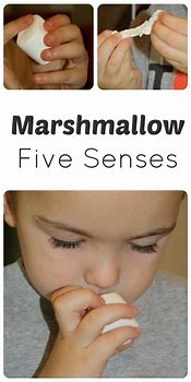 Image result for Five Senses Words