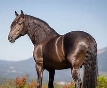 Image result for Lusitano