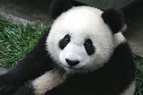 Image result for panda