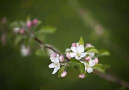 Image result for Honeycrisp Apple Tree Blossom