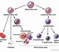 Image result for CML Leukemia