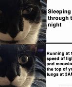 Image result for Fresh Cat Memes