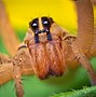 Image result for Spiders as Food