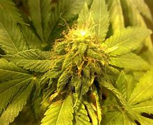 Image result for cannabis