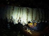 Image result for Female Giant Pacific Octopus