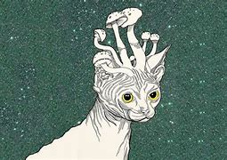 Image result for Trippy Cat High Wallpaper