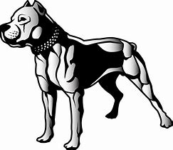 Image result for Pit Bull Dog Breed Side View