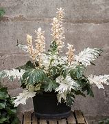 Image result for Acanthus Whitewater