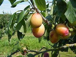 Image result for Peach Plum Tree