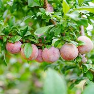 Image result for King Pluot