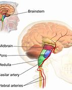 Image result for What Does a Brain Stem Look Like