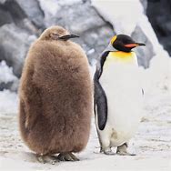 Image result for 赤ちゃんペンギン