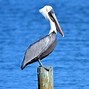 Image result for Biggest Bird in North America