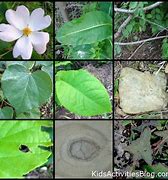 Image result for Rectangle Shape in Nature
