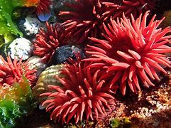 Image result for Underwater Sea Rocks