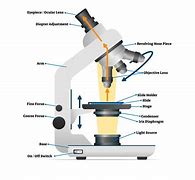 Image result for Microscopy Biology