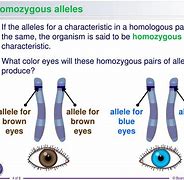 Image result for What Is Homozygous