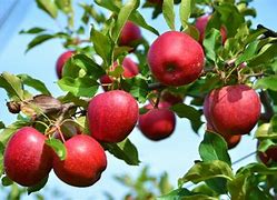 Image result for SnowSweet Apple Tree