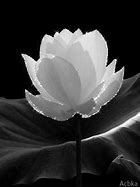 Image result for Lotus Flower Giphy