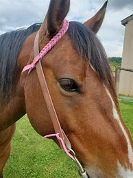 Image result for Horse Bridle Pink