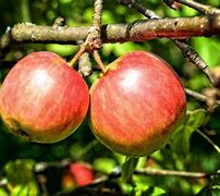 Image result for Red Apple Plant