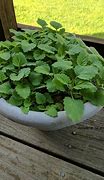 Image result for Growing Catnip