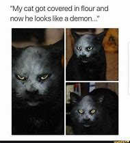 Image result for Cat Look Meme