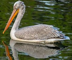 Image result for Pelican Bass Raider