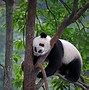 Image result for Giant Panda Head