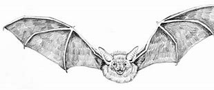 Image result for Real Bat Drawing