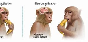 Image result for Monkey Brain Activation Meme