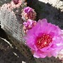 Image result for Arizona Desert Plants