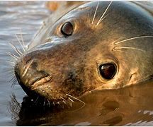 Image result for Normal Seal