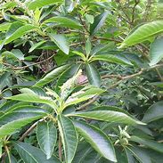 Clethra barbinervis-க்கான படிம முடிவு