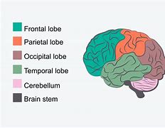 Image result for Human Cognition