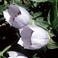 Image result for Codonopsis ovata