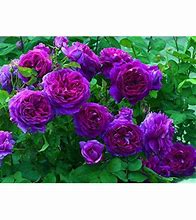 Image result for Purple Climbers